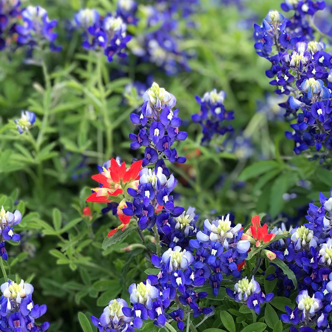 Bluebonnets. Texas. No filter.